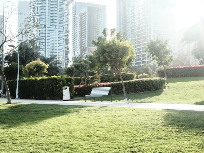 A sunlit park with green grass, shrubs, and tall buildings in the background.
