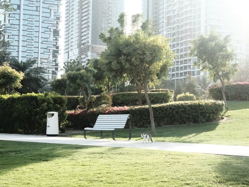 A park scene featuring a bench, green grass, and trees with tall buildings in the background.