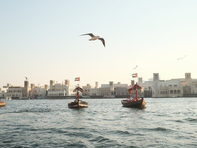 Two traditional boats on water with a seagull flying above and buildings in the background.
