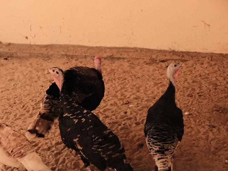 Three turkeys standing on sandy ground in a dimly lit environment.