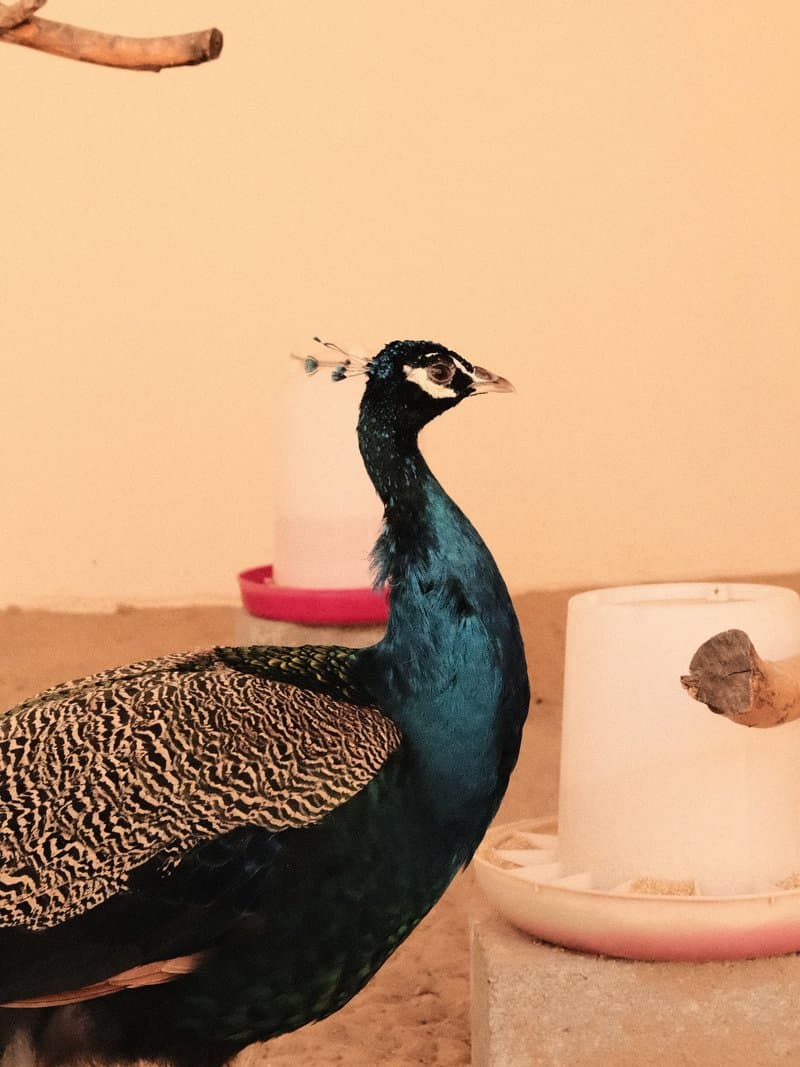 A peacock standing near a feeding bowl in a simple indoor setting.