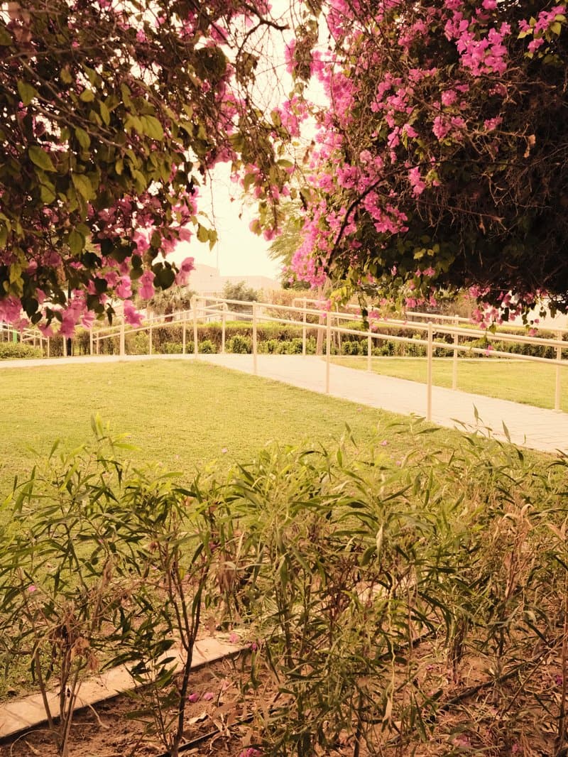 A serene garden scene with vibrant pink flowers and green grass under soft lighting.