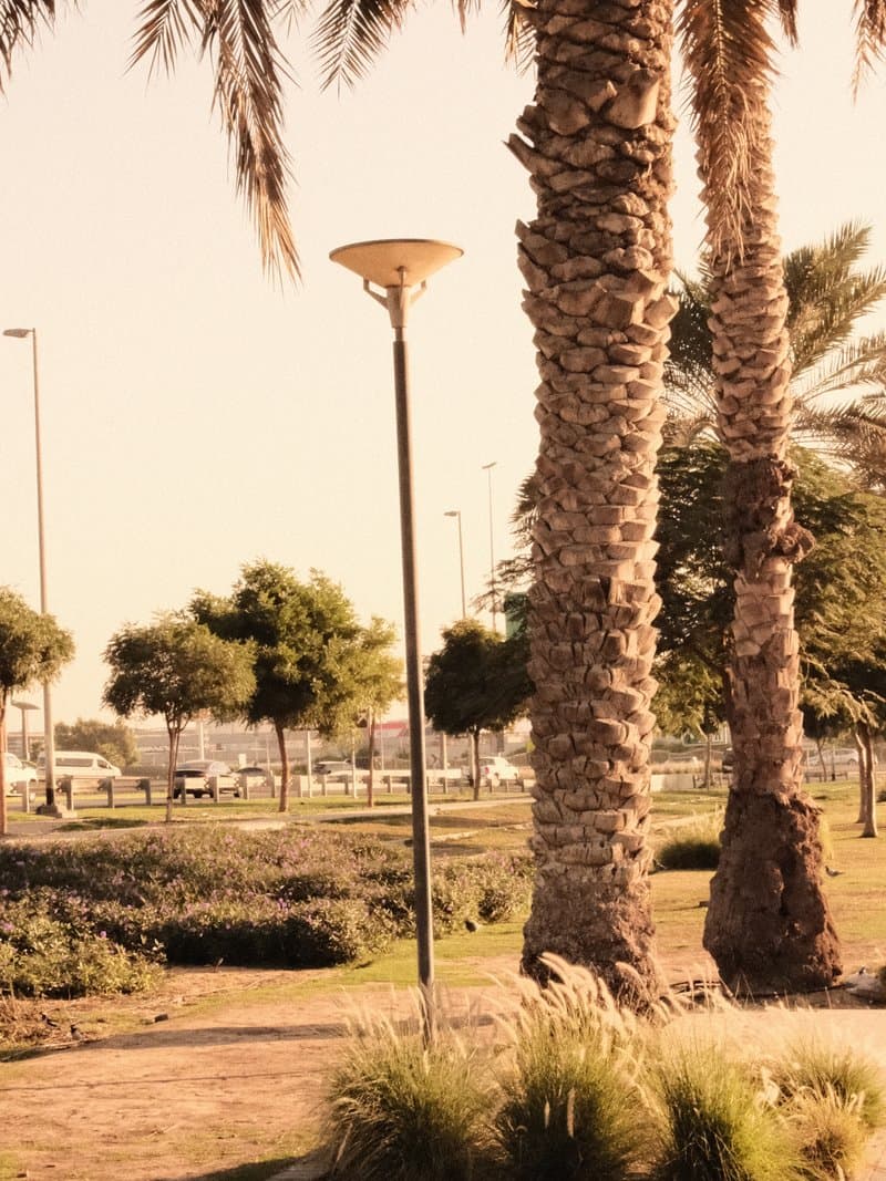 Palm trees and a street lamp in a park setting with a warm, golden hue.