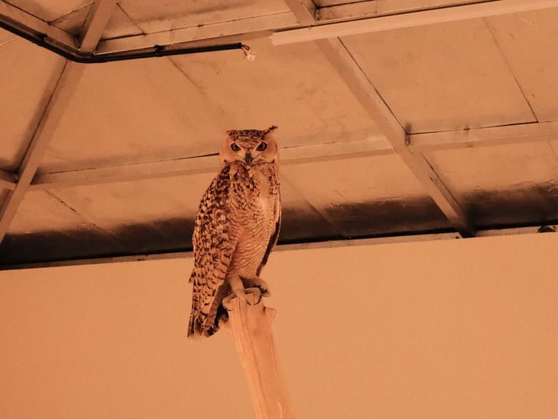 A perched owl on a wooden post inside a building with a simple ceiling.