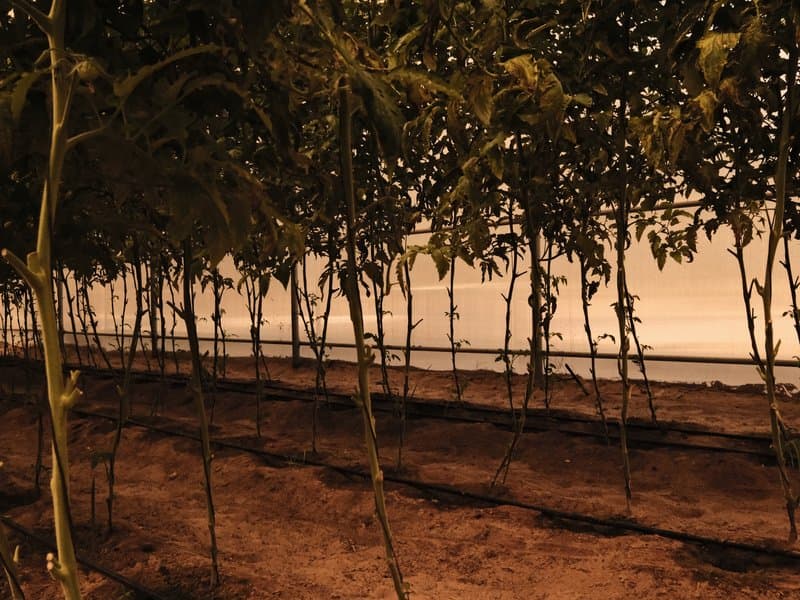 Rows of tall plants growing in a greenhouse with soft lighting and a neutral background.