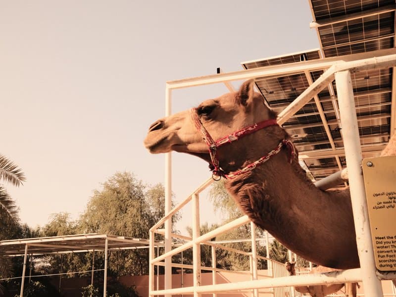 A camel with a halter stands in a pen, gazing into the distance under a warm, hazy sky.