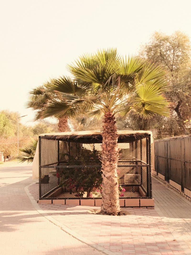 A palm tree beside a fenced enclosure on a sunny day, with a pathway leading into the distance.