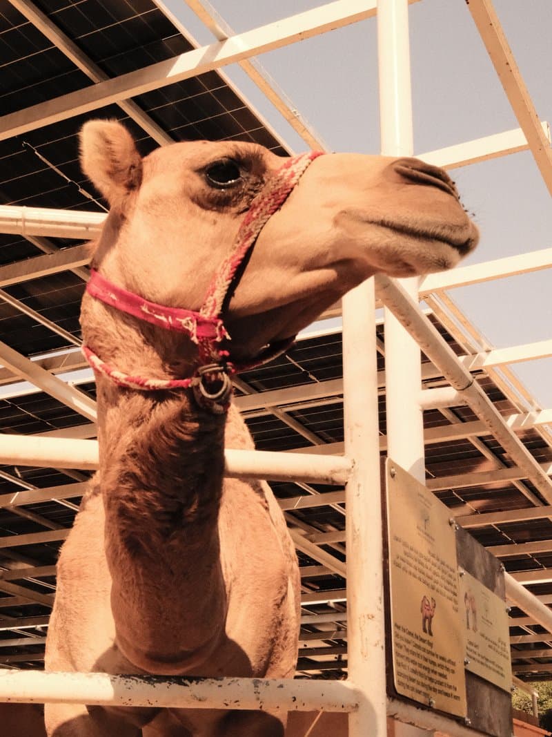 A close-up of a camel with a halter, looking curiously at the camera in a sunlit enclosure.
