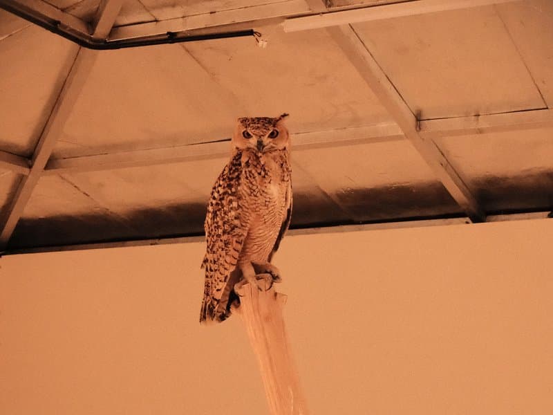 A perched owl with intricate feather patterns against a softly lit background.