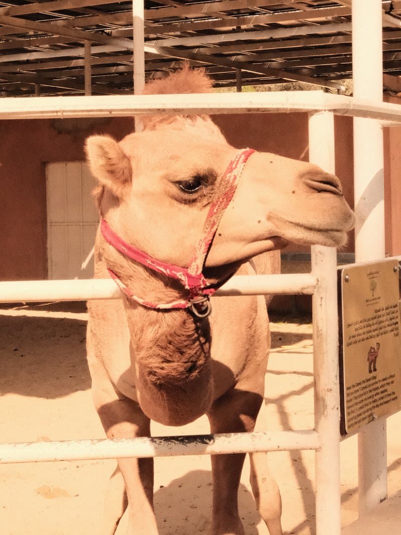A close-up of a camel in a pen, wearing a red halter, with a rustic background.