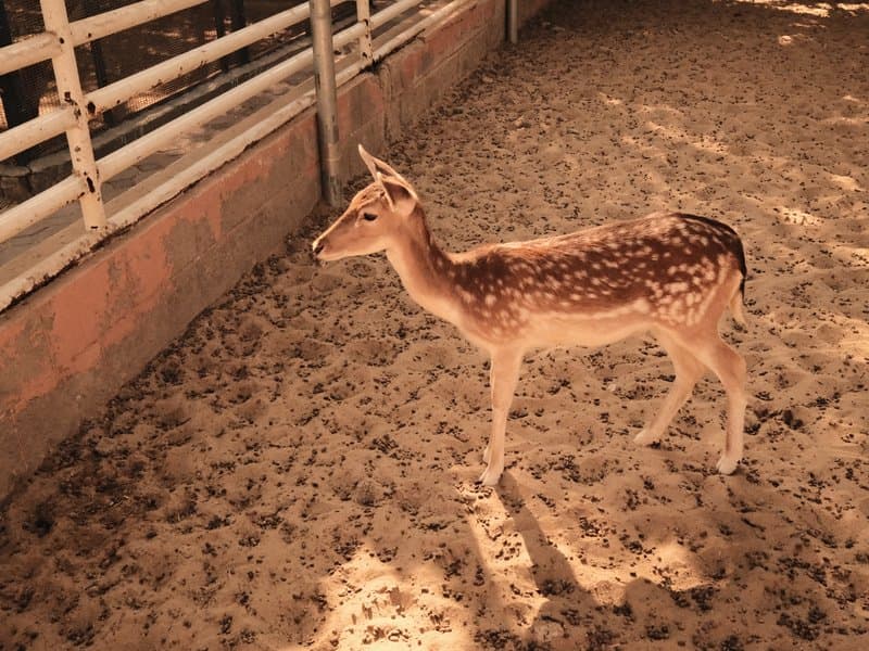 A young deer standing on sandy ground with a wooden fence in the background.