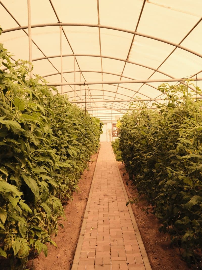A pathway through a greenhouse lined with lush green plants on either side.