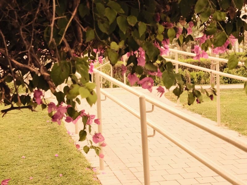A pathway lined with pink flowers and green foliage, leading through a garden.