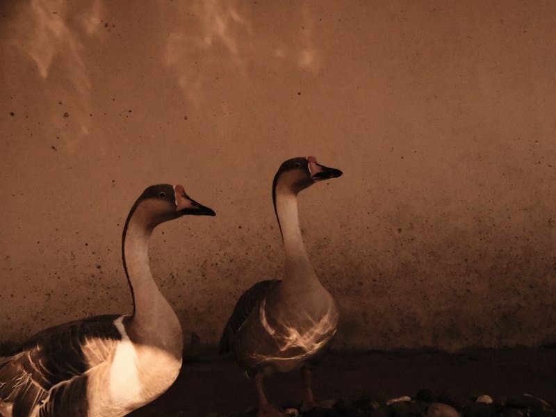 Two geese standing near a textured wall with soft lighting creating a warm atmosphere.