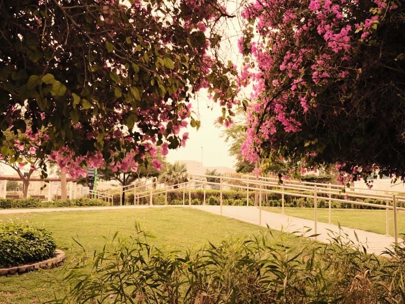 A serene garden scene with vibrant pink flowers and lush greenery under soft lighting.