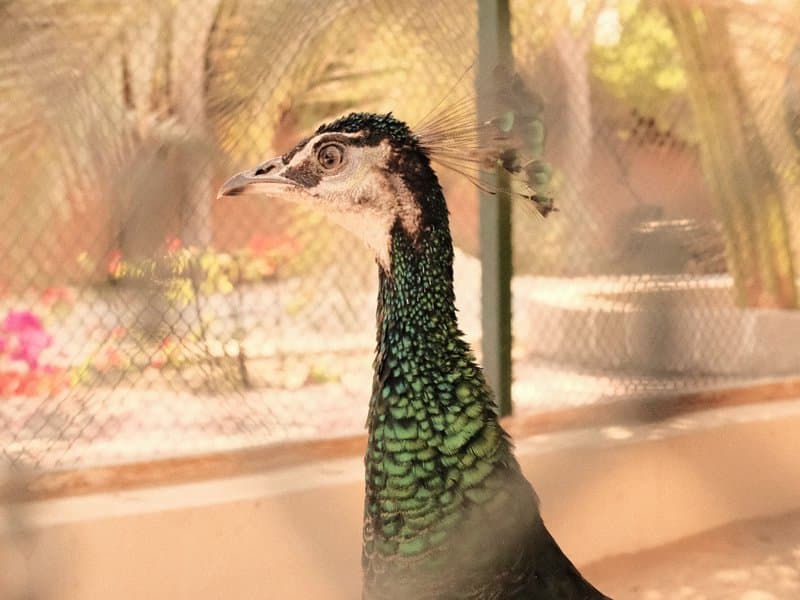 Close-up of a peacock with vibrant green feathers, set against a blurred background of a garden.