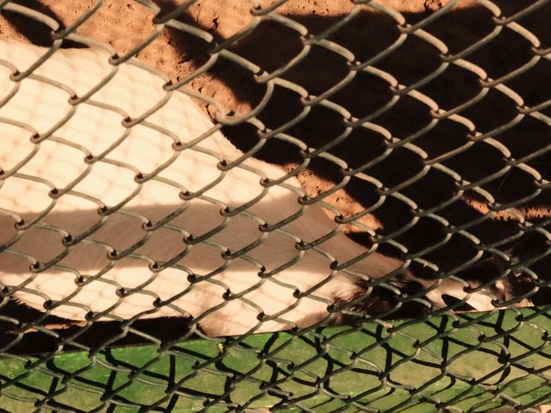 Close-up of a fence with shadows and a blurred background of grass and animals.