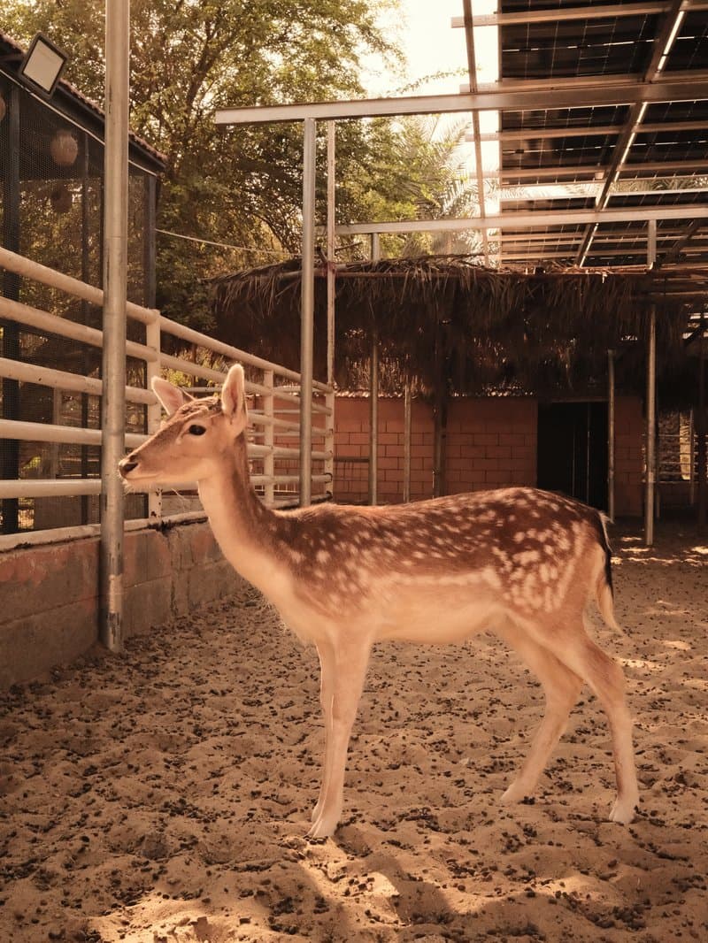 A young deer stands in a sandy enclosure with wooden fencing and a rustic background.