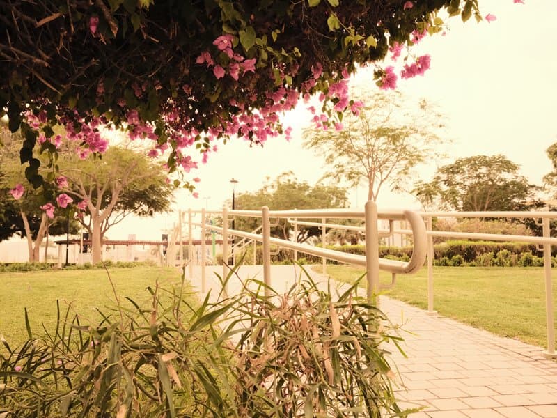 A park scene with vibrant flowers, a pathway, and trees under a warm light.