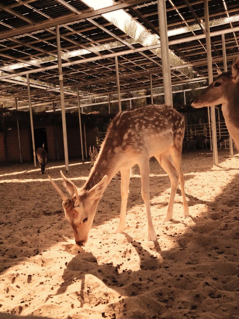 Two deer in a sandy enclosure with sunlight filtering through a roof.