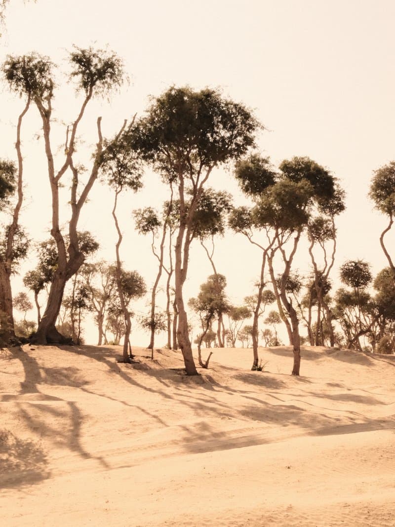 A sandy landscape with twisted trees casting long shadows under a soft light.