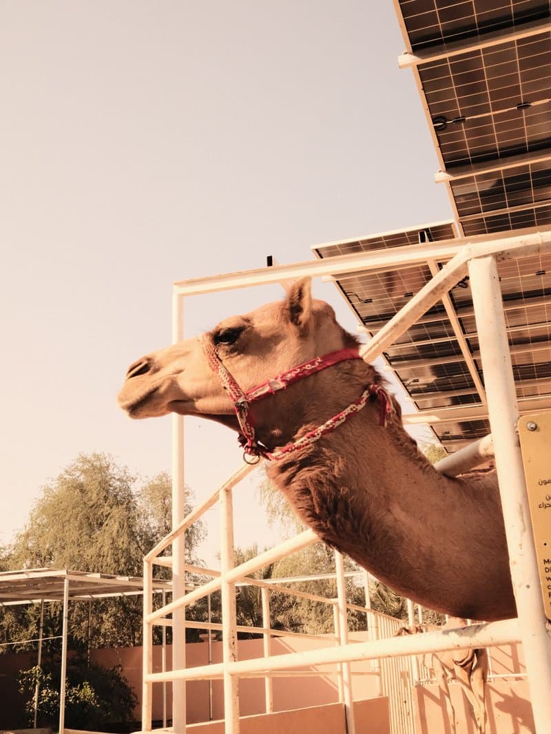 A camel with a red harness peering out from a pen, with a warm-toned background.