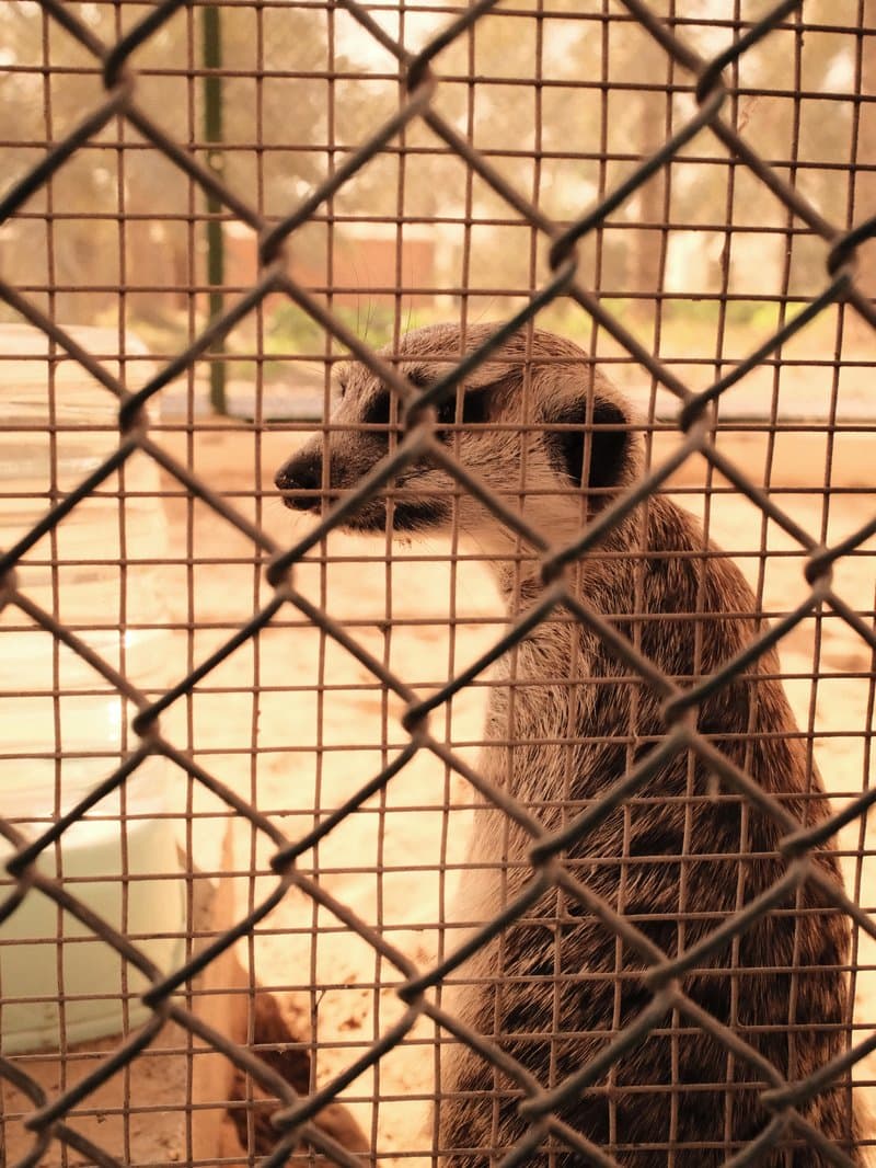 A close-up of an otter behind a wire mesh fence, with a blurred background of a natural setting.