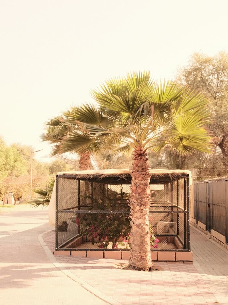A palm tree beside a garden enclosure on a sunny day, with a clear blue sky in the background.