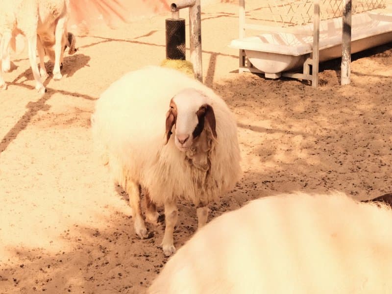 A fluffy sheep standing on sandy ground with other sheep in the background.