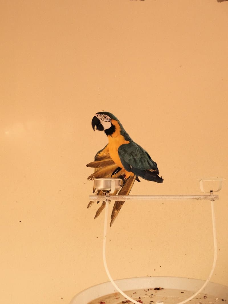 A colorful parrot perched on a white structure against a beige background.