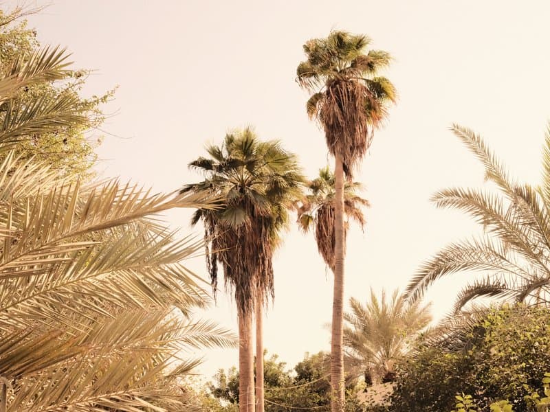 Two tall palm trees surrounded by lush greenery under a soft pastel sky.