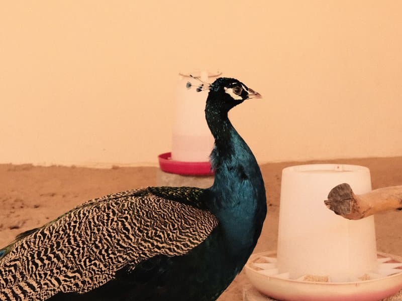 A peacock standing near a feeding container in a simple indoor setting.