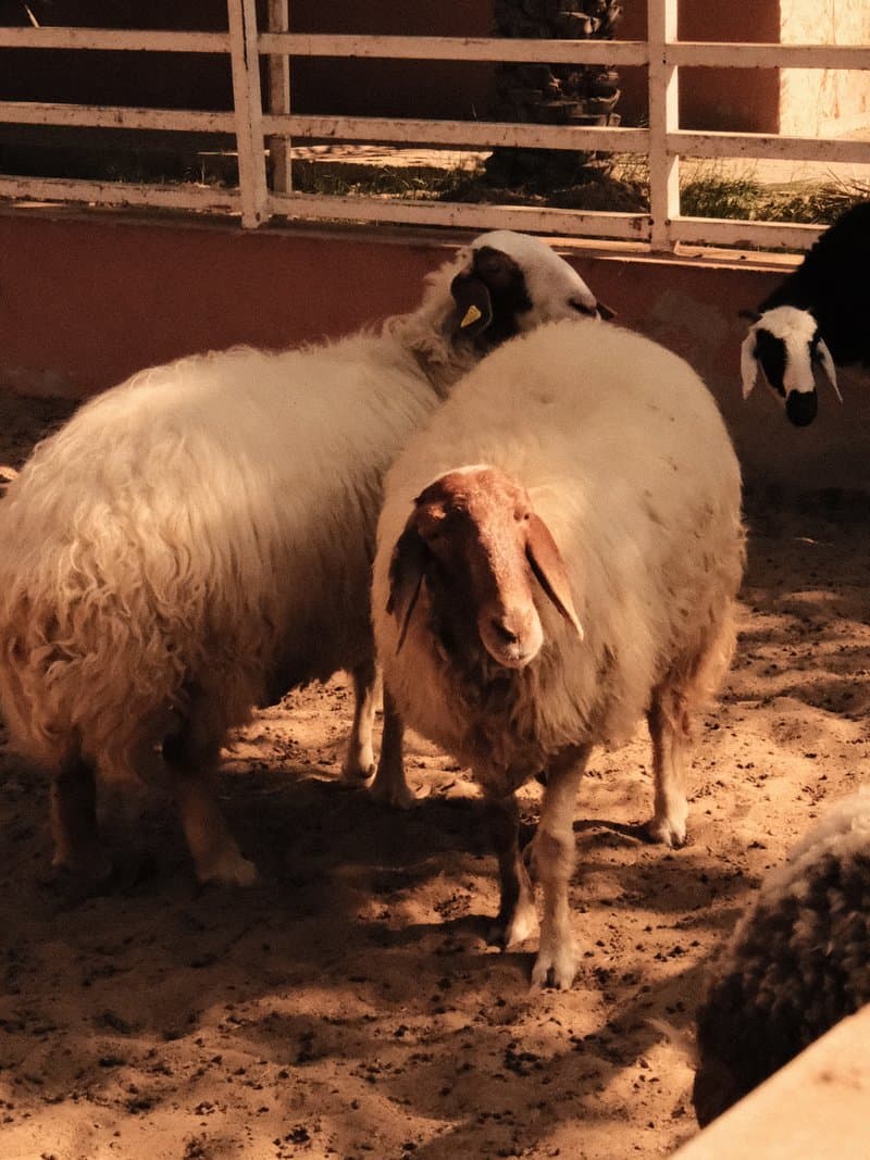 A group of sheep in a pen, with one sheep prominently in focus and others blurred in the background.