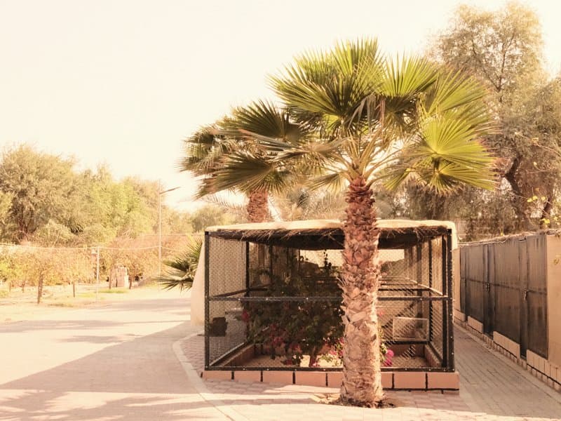A palm tree beside a glass enclosure in a sunny outdoor setting with greenery in the background.