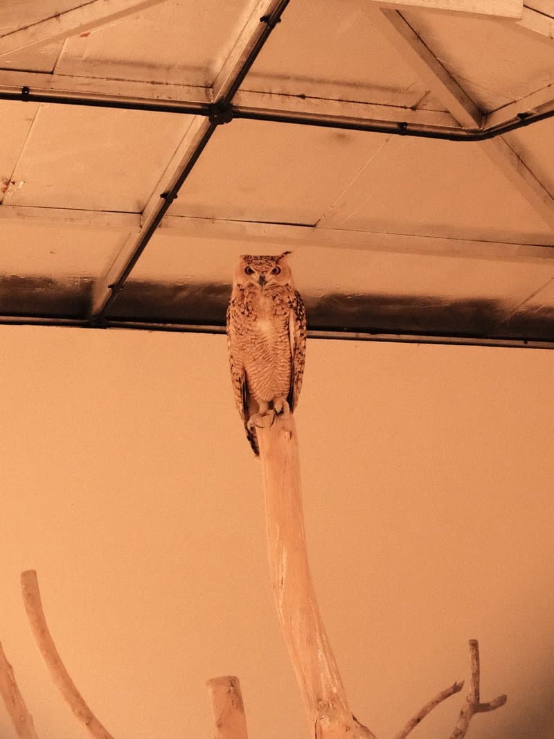 A perched owl on a branch against a neutral background, showcasing its feathers and attentive gaze.