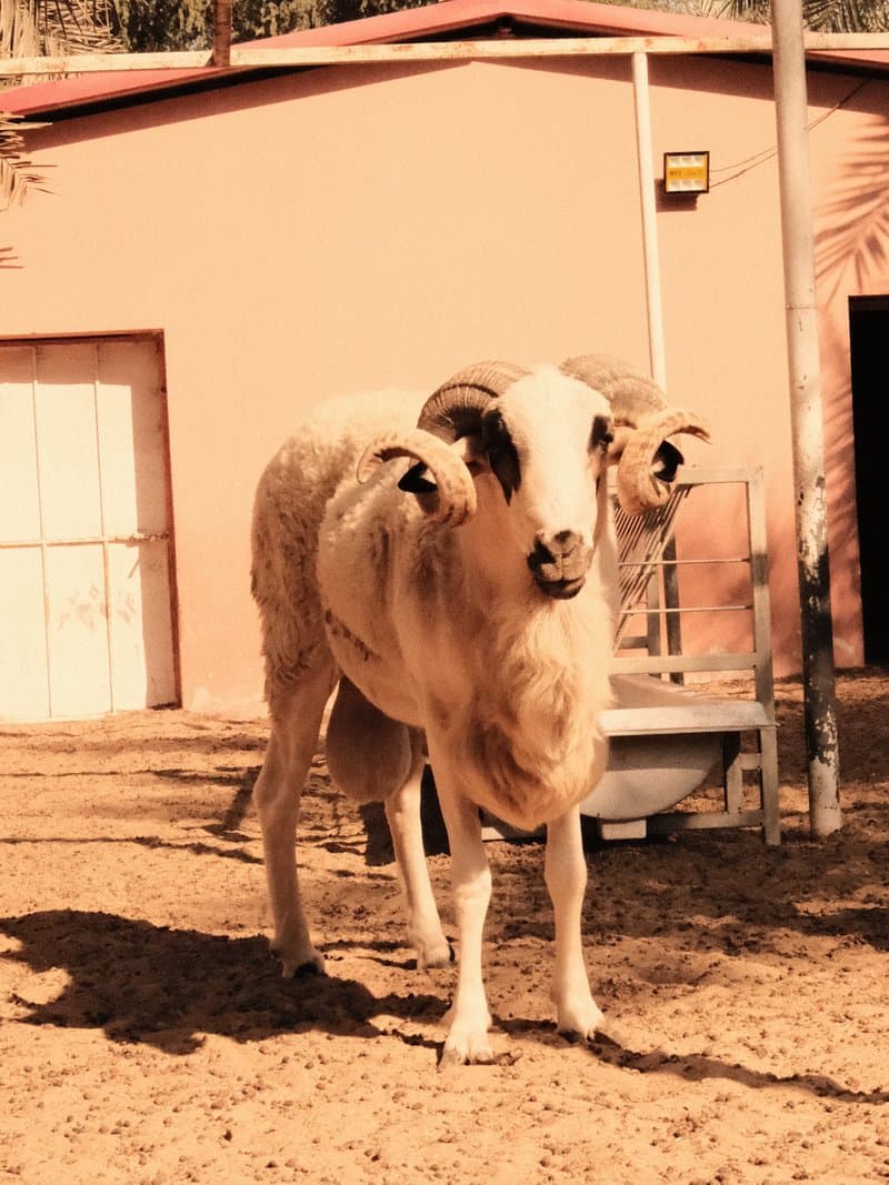 A sheep with large horns standing in a sandy area near a building.