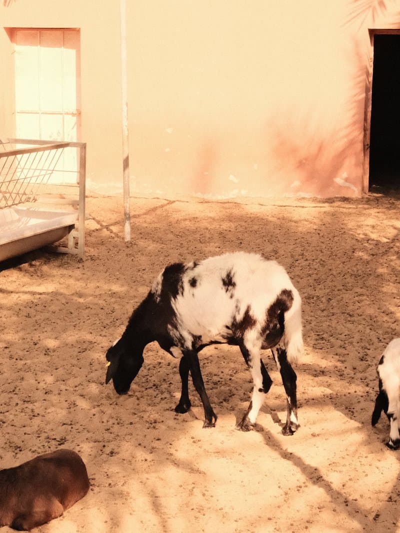 Two goats in a sandy enclosure with a pink wall and a shadowy entrance.