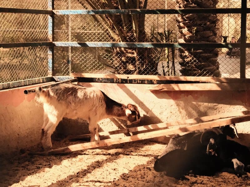 A goat and a cow in a sunlit pen with palm trees in the background.