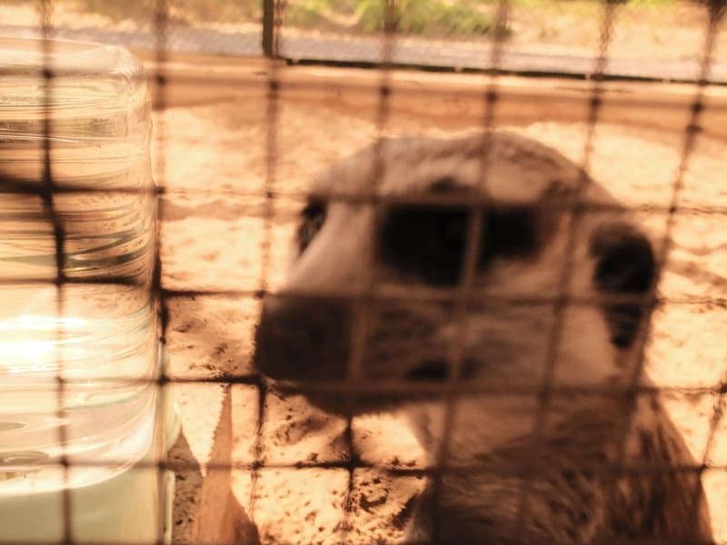 Close-up of a meerkat behind a wire mesh, with a blurred water container in the background.