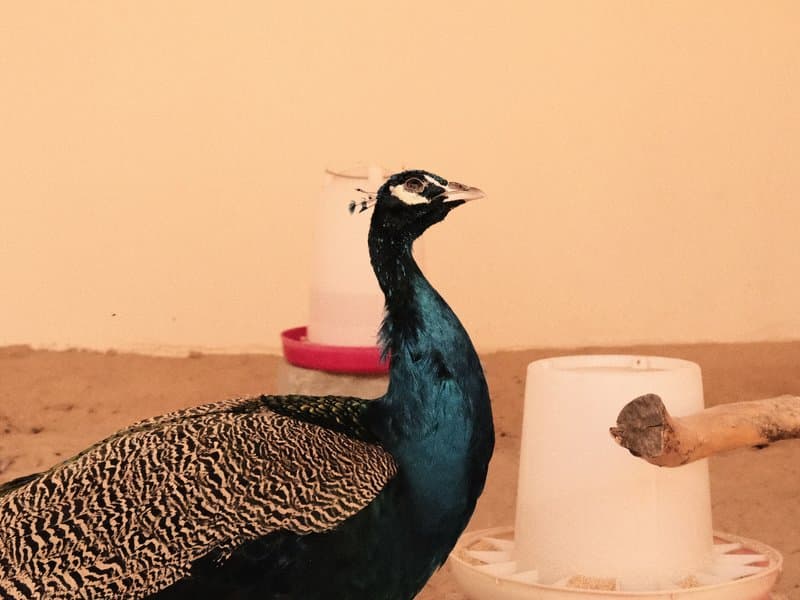 A close-up of a peacock standing beside a feeding container against a plain background.