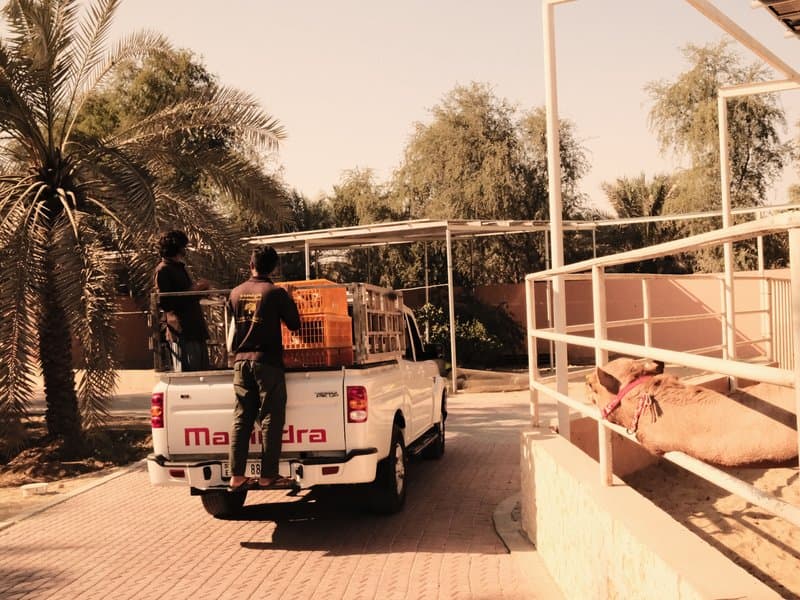 Two individuals loading orange crates onto a white pickup truck in a sunny outdoor setting with palm trees.