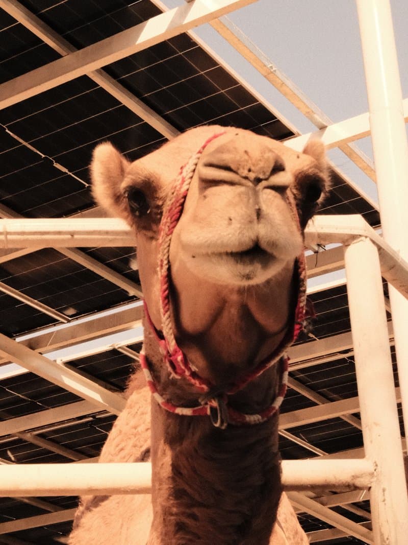 Close-up of a camel's face with a harness, set against a backdrop of solar panels.