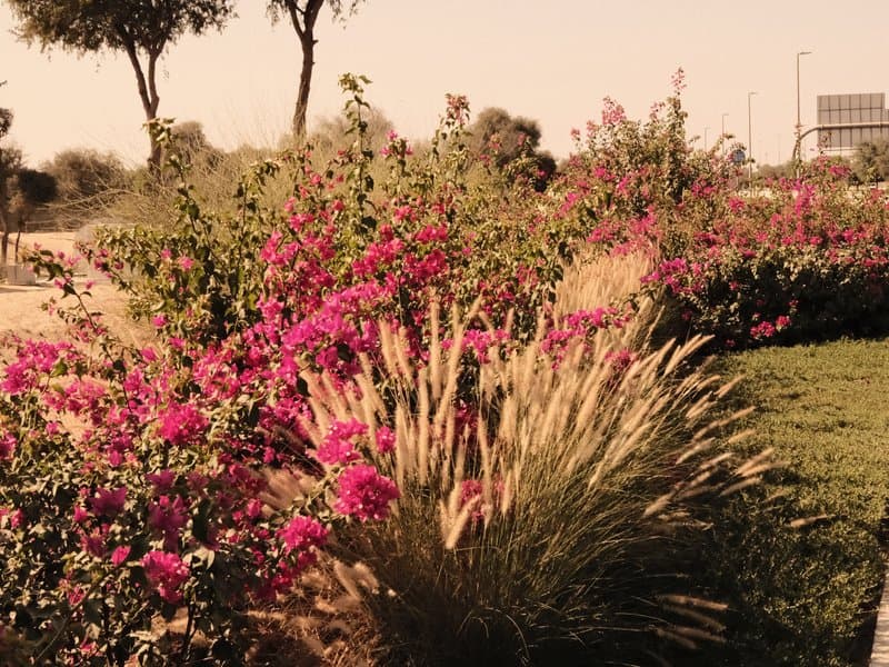 Vibrant garden scene with pink flowers and tall grasses under warm light.