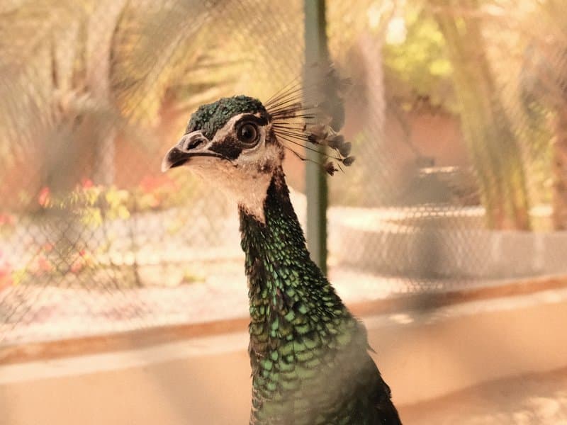 Close-up of a peacock's head with vibrant green feathers, blurred background of a garden.