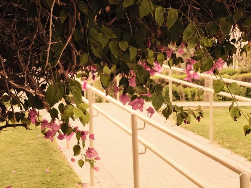 A pathway framed by vibrant green leaves and pink flowers, leading through a serene outdoor setting.