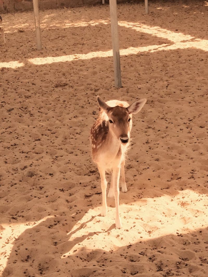 A young deer standing on sandy ground with sunlight casting shadows around it.