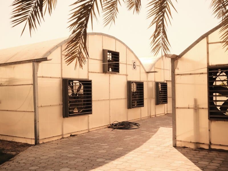 Greenhouses with fans and palm leaves in the foreground under a warm, hazy light.