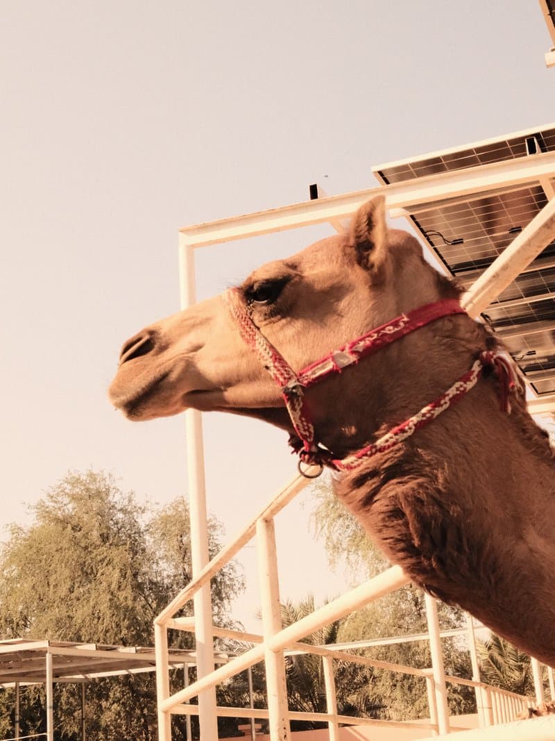 A close-up of a camel's head with a red halter, set against a light background and structures.