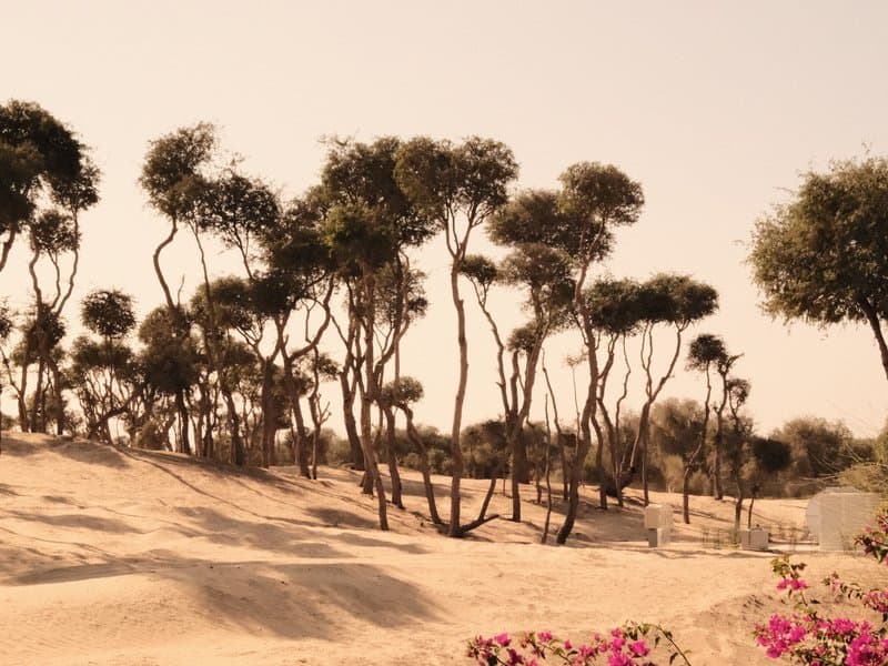 A sandy landscape with twisted trees and sparse vegetation under a pale sky.