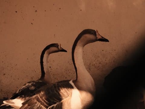 Two geese with soft lighting against a textured background, highlighting their profiles.
